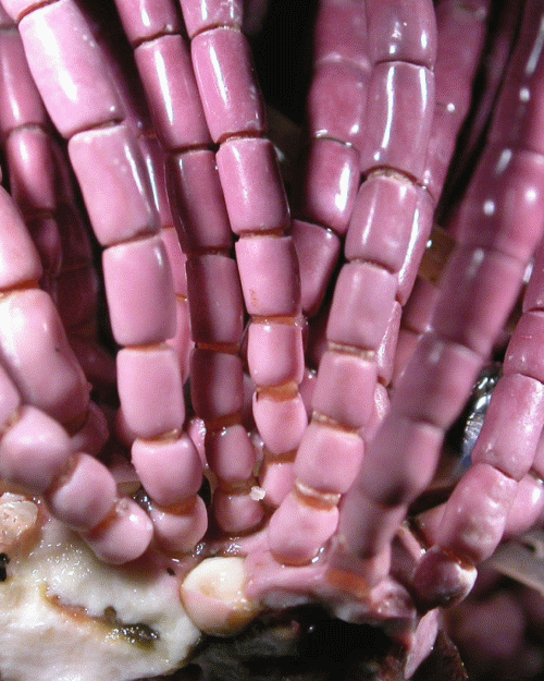 Lignin In Seaweed May Mean A BillionYear Revision Of Plant Evolution Timeline, Say Researchers